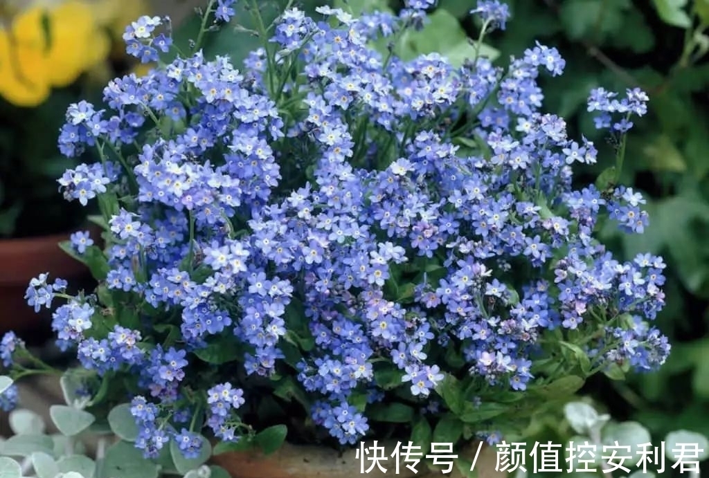 6种“仙气花”,美丽又动人,家里养一盆,就像捡到“大宝贝”