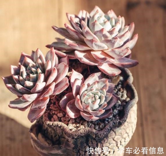 阳台养多肉，记住“4要点”，照样养出美美的多肉！