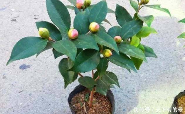 田园土养花,十有八九养不活?那是你不懂“四原则”