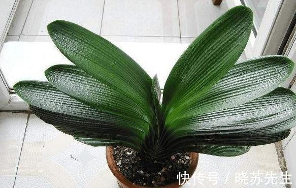 君子兰长期不开花，都是4种情况造成的，很多人都不晓得
