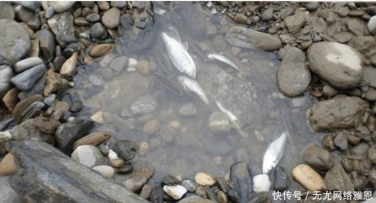 为何随便挖个水坑,时间久了就会有鱼?其实原理一说就明白