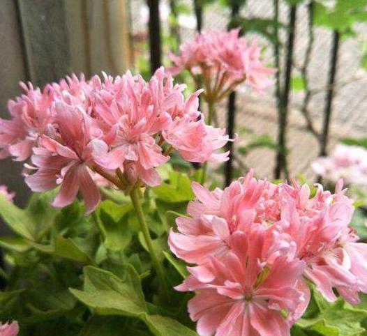 几块钱的天竺葵,竟可以开花几个月阳台养上秒变''大花园''