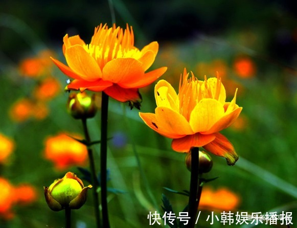 此花是皇廷贡品，可使人保持青春靓丽，是侠义之士的代表