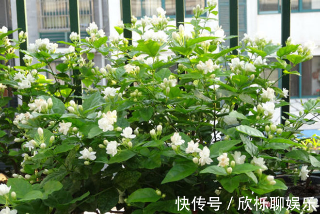 茉莉“畏手畏脚”不敢长，换掉“憋屈盆”，个子猛蹿，花开一片