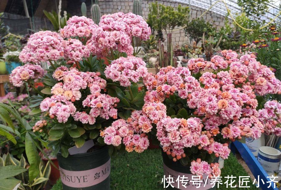 马上入冬了，长寿花和蟹爪兰要开花，掌握关键技巧才能开爆盆