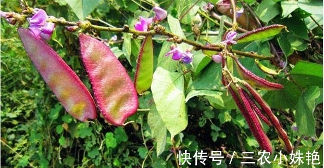 辣椒辣椒|家里阳台种三种蔬菜,一年四季有菜吃,产量高好种植