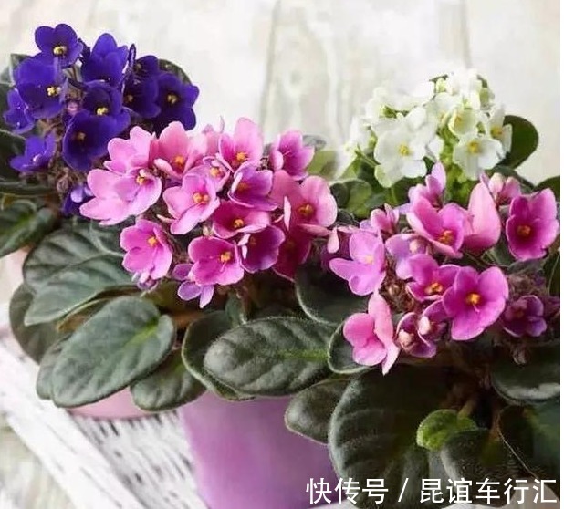 牡丹花|此“花”盛开富贵之感,花色繁多又艳丽,养在家中一年四季赏花