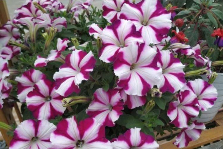 最适合新手养的3种花,个个是“爆花王”,轻松开成花园!