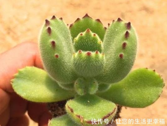 如何养殖好懒人植物多肉从3方面下手，植株不再徒长、摊大饼！