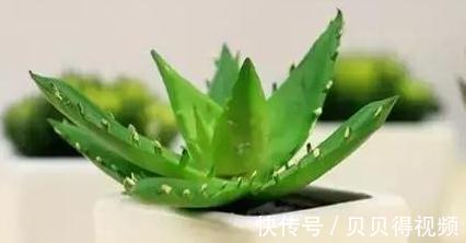 想要芦荟长爆盆，栽培管理要此样做，掌握这些秘诀，轻松养爆盆