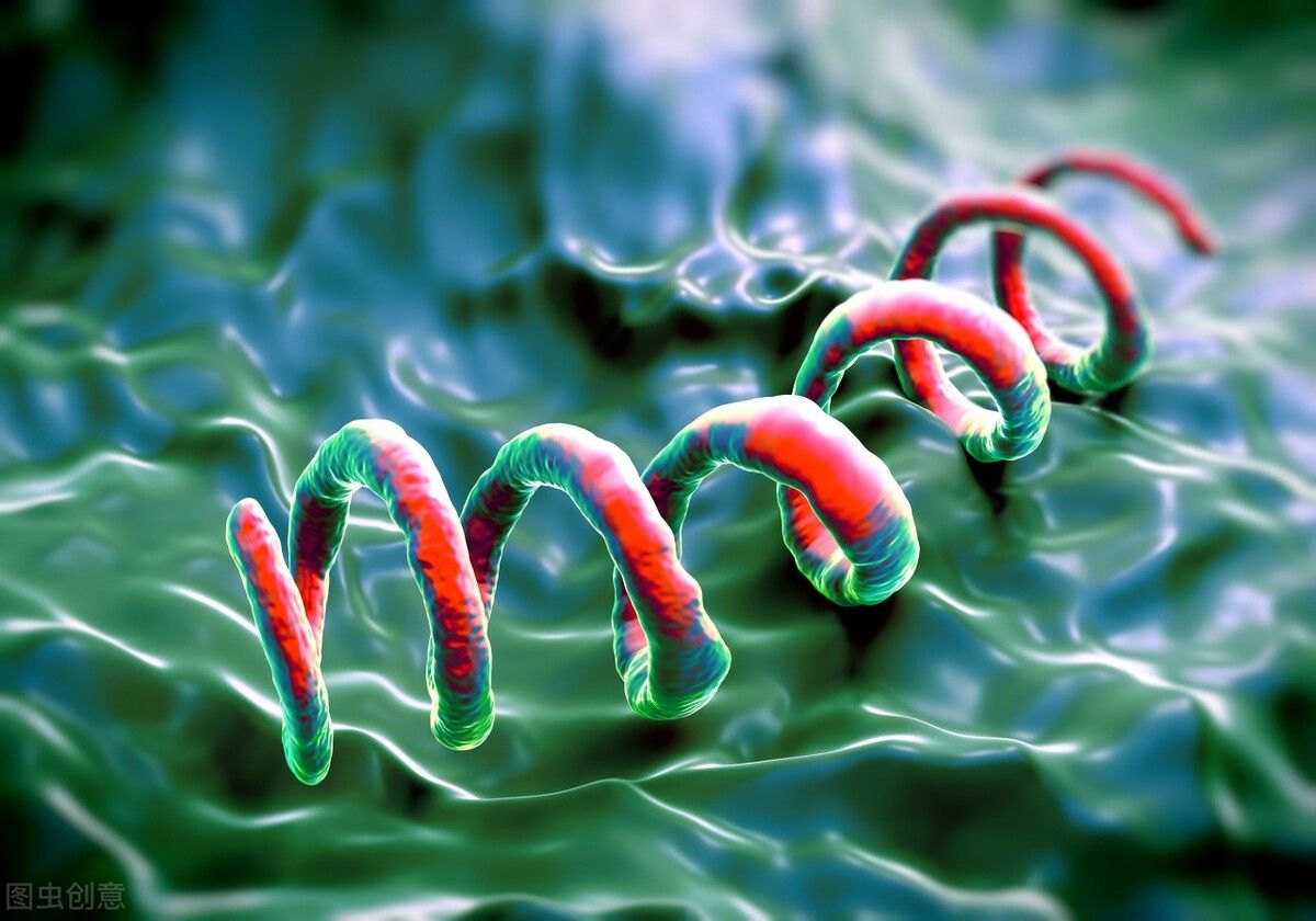 螺旋体|因为梅毒感染，58岁大伯胸口埋炸弹，随时可能会爆破