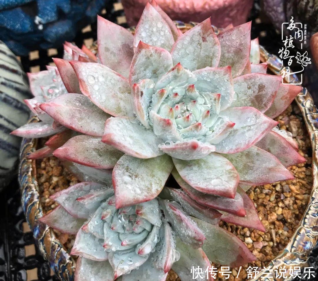 楼顶的多肉,让我的生活无意间打开了一个新世界!