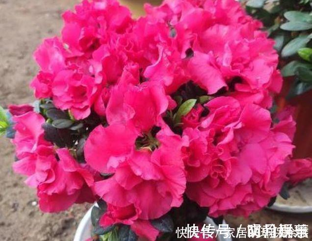 杜鹃花|4种花是花中劳模，一年四季开花不断，满屋飘香，香水钱都省了