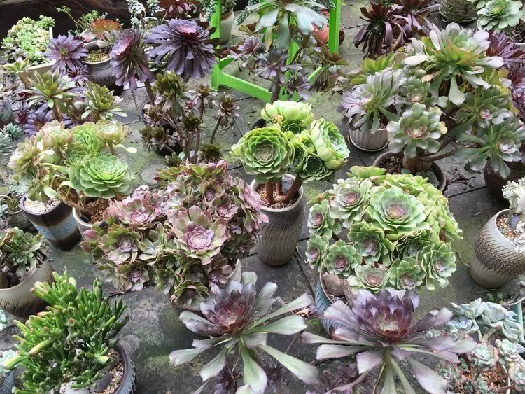 养多肉会上瘾，3年养了500多盆，既美化了环境又愉悦了心境！