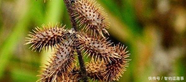 封建王朝|清朝末年太监的自述：封建王朝下的肮脏和糟粕，还好已经摒弃