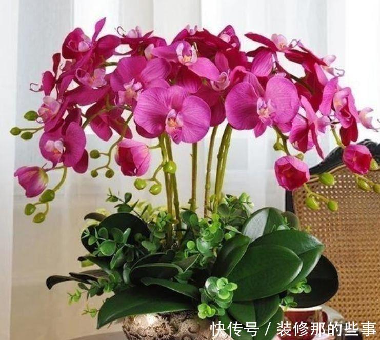 家养几款花卉，不易生病好养护，花大色艳胜玫瑰，开花就爆盆