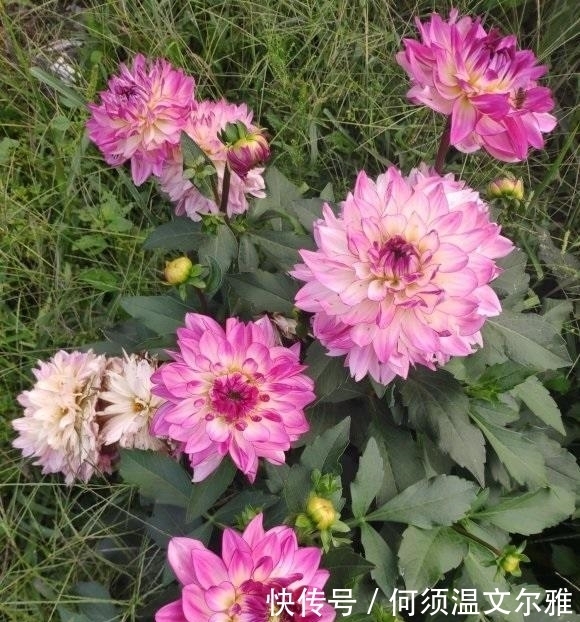 这2种花很漂亮,但是不能盆栽,千万别种错了,种到盆里不开花