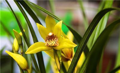 根系|开春兰花“饿得慌”，3个技巧补一补，侧芽花苞一起长！