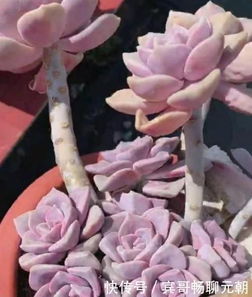 6种漂亮多肉,越老越美丽,长成小老桩,人人见了都赞叹不已!