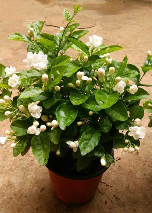 花香味|夏季养茉莉,学会这“3招”,开花开不停,花香味十足