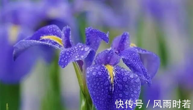 薰衣草|卧室有一盆这样的绿植,再也不担心失眠了