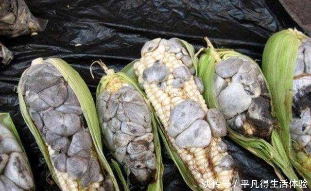 这东西长在玉米上,村民看到想哭,国外却当美食,百元一斤