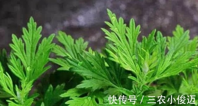 艾条熏灸|农村有一种野草,专门为“腰间盘突出”而生的,城里人买不到