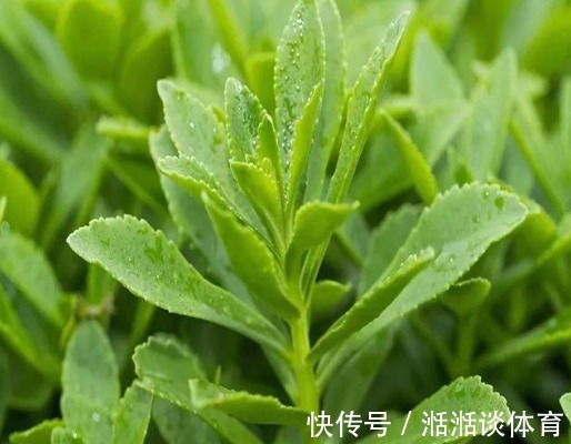 心菜|曾被当野菜吃,钙含量堪比钙片,如今种植亩产超万元,见到别错过