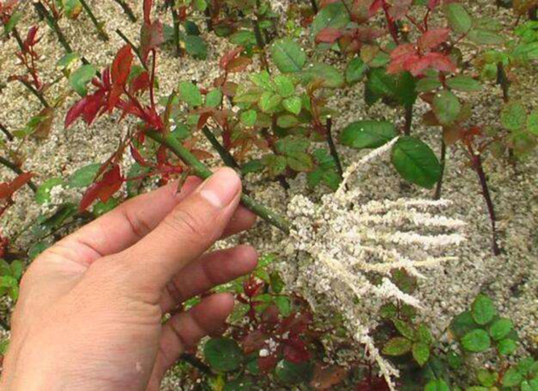 2种“扦插法”，养花人都学学，谁插都活，新手也能“插满根”