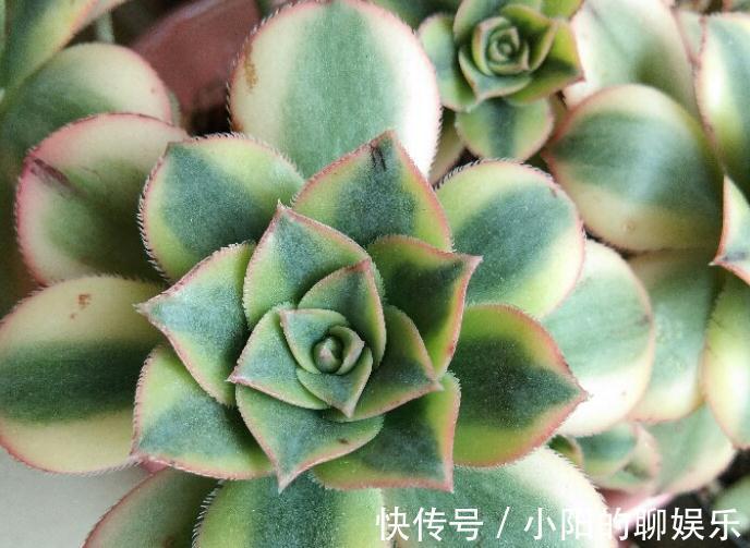 什么情况必须给多肉换盆换土