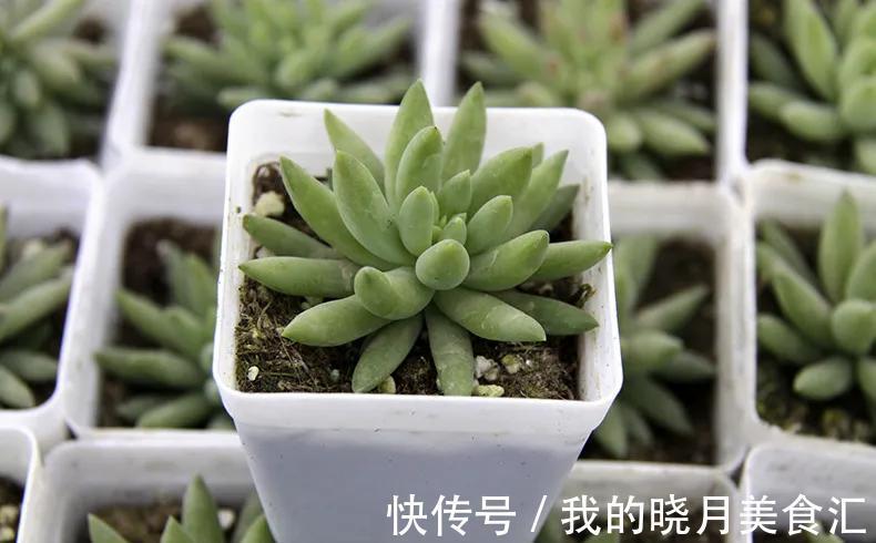 多肉要多久浇一次水,掌握方法技巧