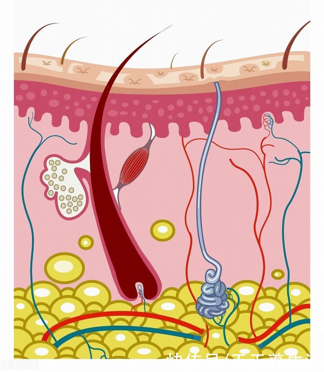 美丽秀发需要精心护理，还需要补充5种营养素，发质好，更健康