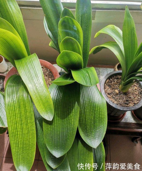 浇水|八月立秋后，轻轻“叫醒”君子兰，遵循3原则，用力别太猛