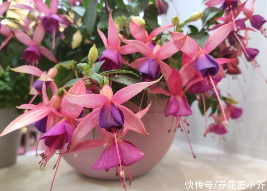 夏季|家中养着7种花，夏季不能换盆，换盆容易死掉，新手记牢了