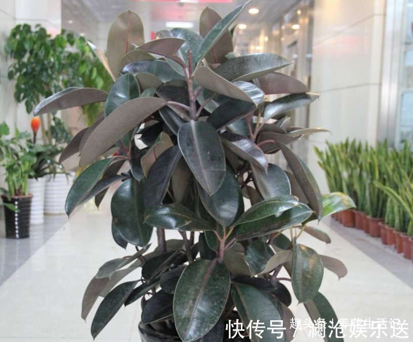 叶子|想让橡皮树越长越旺6个“关键点”要做好，植株丰满叶子油绿