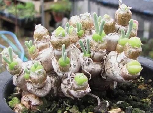 养多肉，不想天热剩空盆，春天就别栽这几款