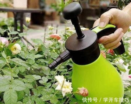 养花必备的“多菌灵”，正确使用才有效果，不然用了也白用！