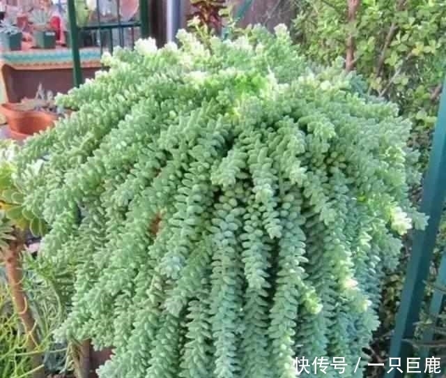 枝干|最适合多肉老桩的5种造型，你最喜欢哪一种？