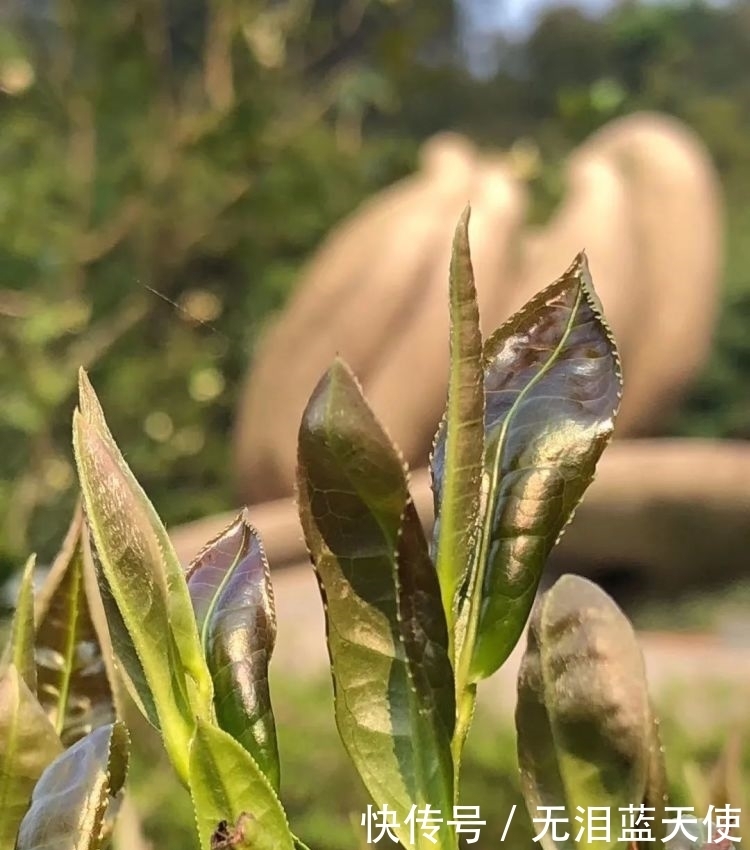 乌龙茶的品|“茶之魅”:安溪乌龙