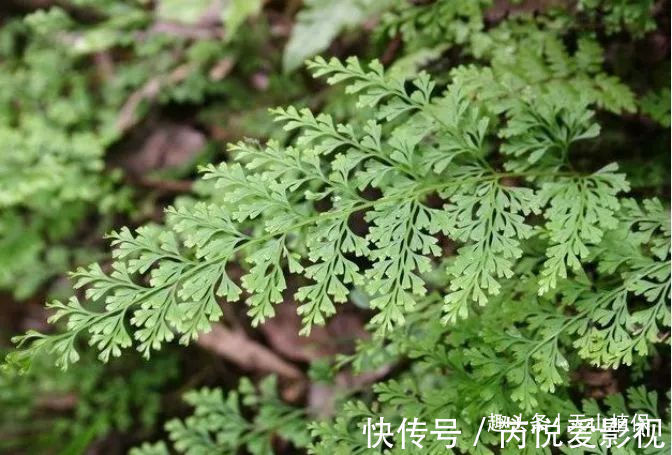 野草|农村一种不起眼的野草,药用价值高,是万能解毒药,遇见请珍惜