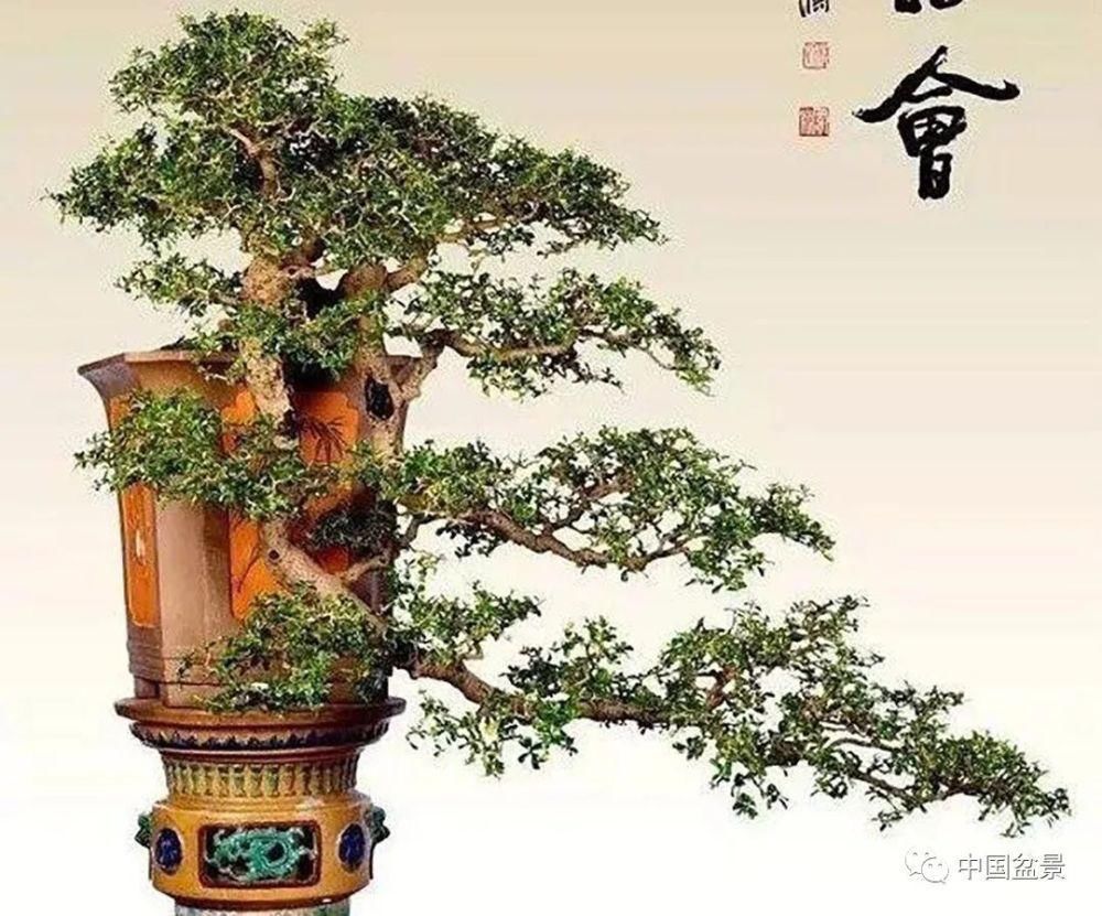  盆景|盆景人感悟：懂得低头才能出头！