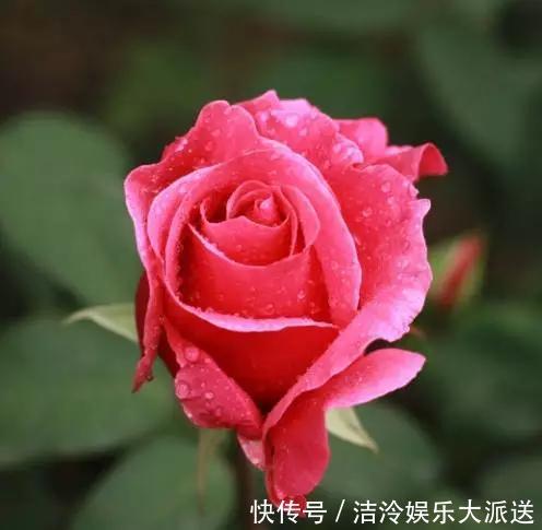 庭院|庭院大要利用,这3种花养起来,好看好养顺着花架爬老高