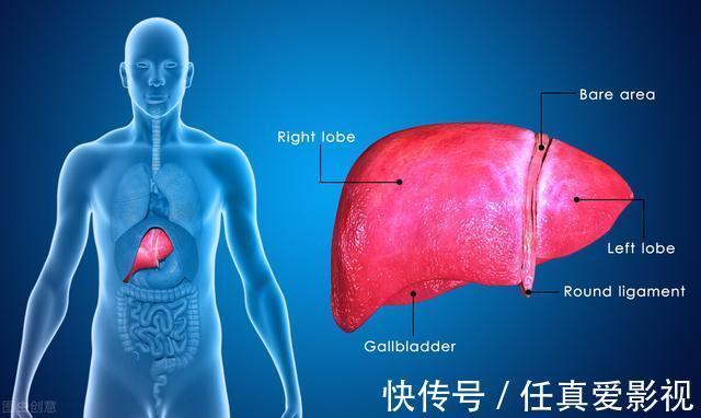 葡萄糖|无论增肌还是减脂,都需要知道的关键点:胰岛素敏感性