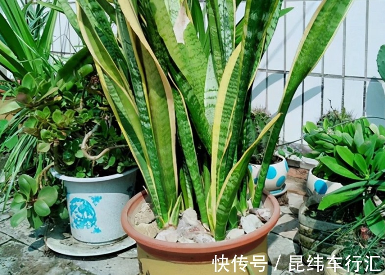 虎皮兰生长缓慢、盆栽不旺盛？早点用上这玩意，半年就长爆盆