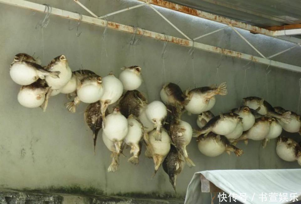 因毒性太強(qiáng)被禁止銷售，至今尚未完全解禁，卻依然有人冒死吃它