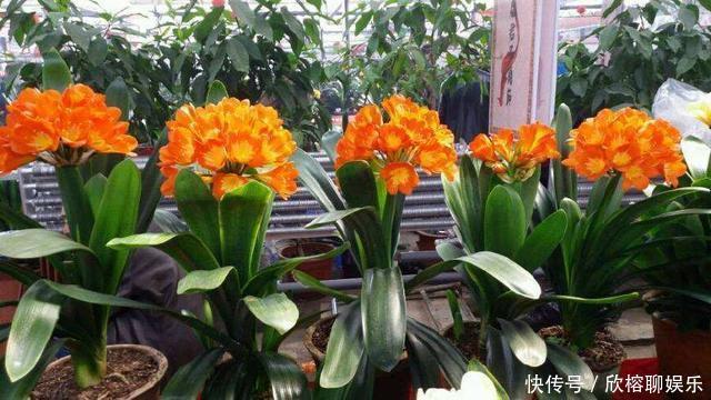 春夏秋冬|春夏秋冬,君子兰施肥要“恰到好处”,叶片肥绿,开花多不夹箭