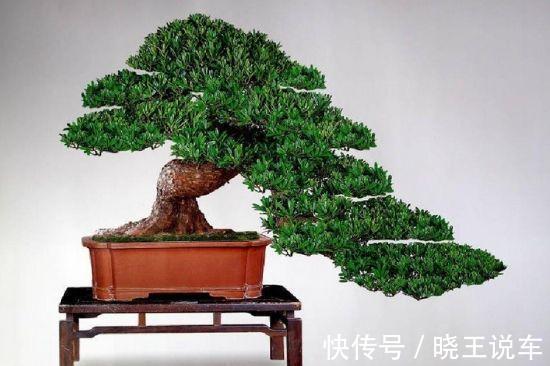 阳台庭院的六种松类盆景,让你的生活充满禅意