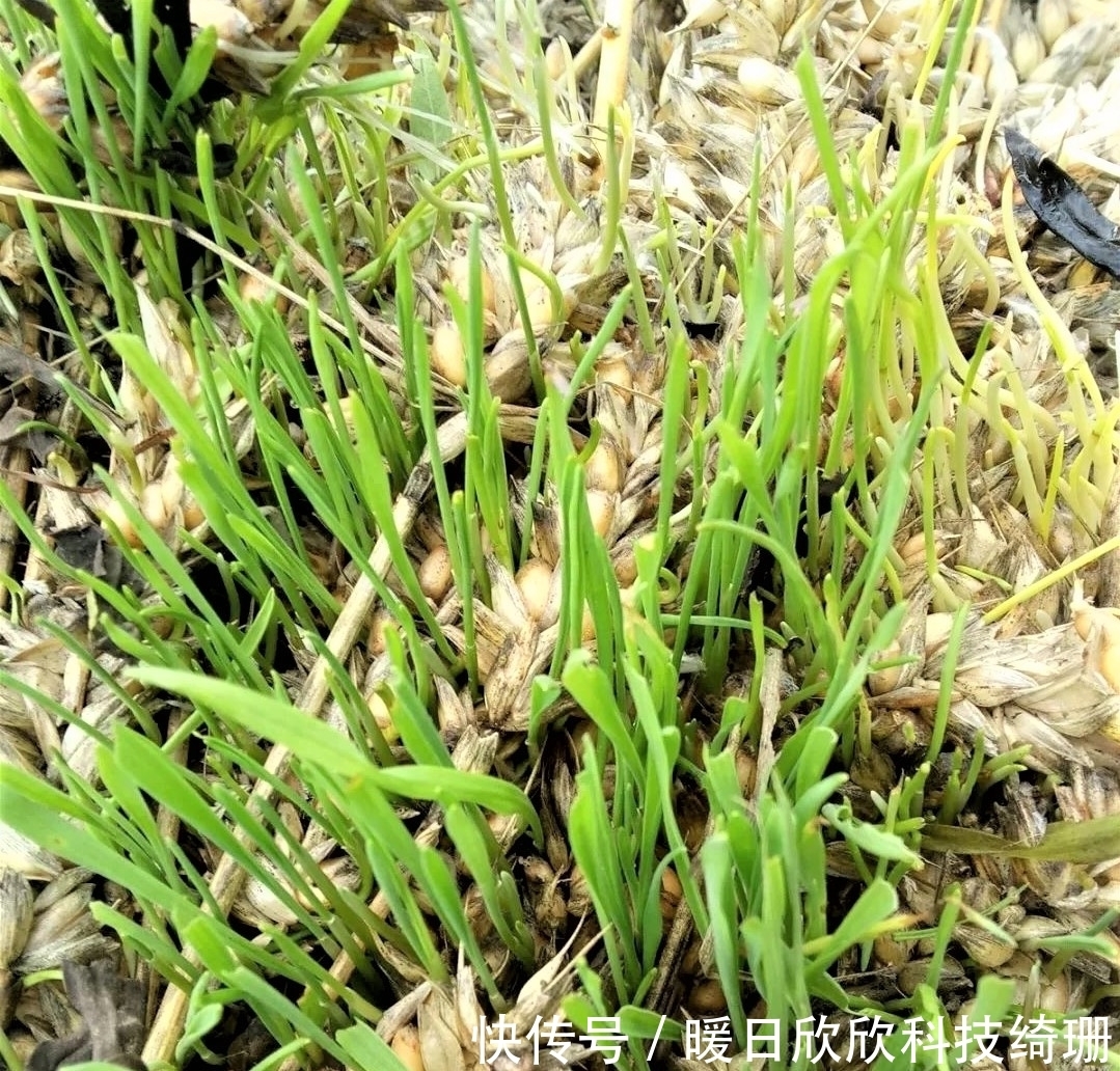 滤食性|用小麦垂钓鲫鲤草鳊,有时爆护有时空军,主要看方法是否得当