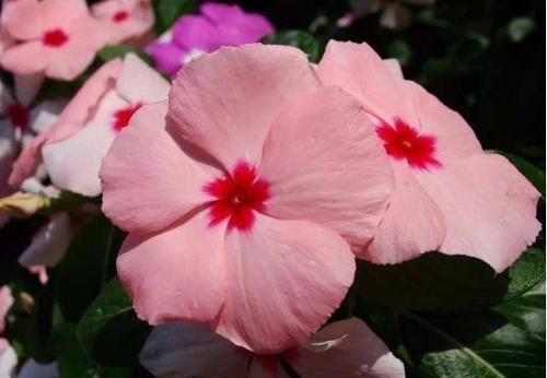 几款小花便宜又好养，全年开花不断，越养越喜欢