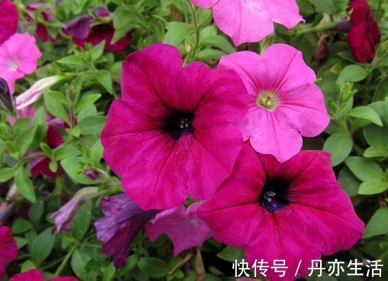 太阳花|家里就养几种花,净化空气还“招财”,聪明人都在养!